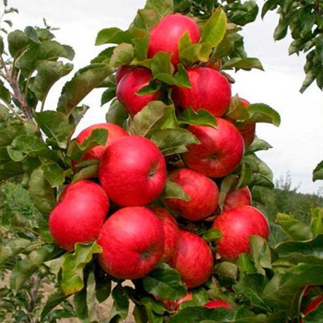 Яблоня Кумир колоновидная Садовита