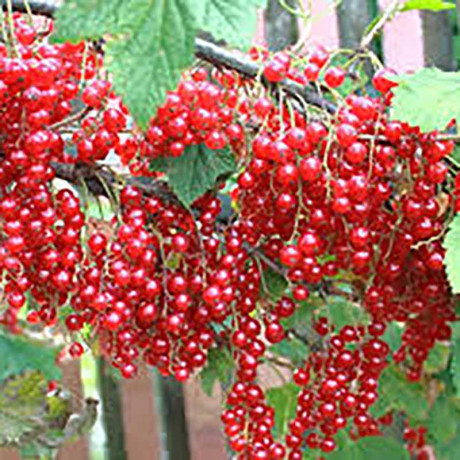 Смородина красная Джонкер Ван Тетс Садовита