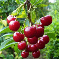 Вишня Молодежная Садовита