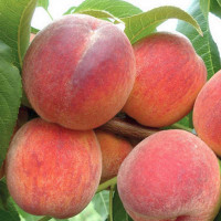 Персик Зимостойкий Сусова Садовита