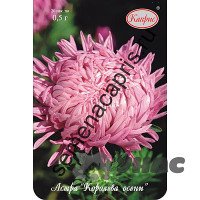 К Астра Королева осени Каприс