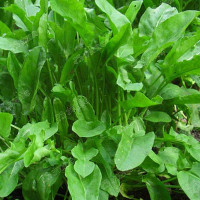 Щавель Бельвильсский Каприс