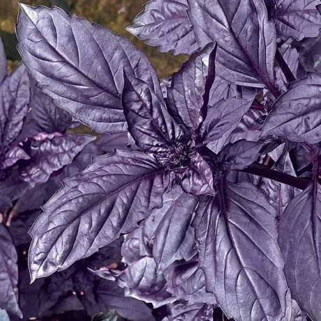 Базилик Философ НК Ц