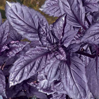 Базилик Философ НК Ц