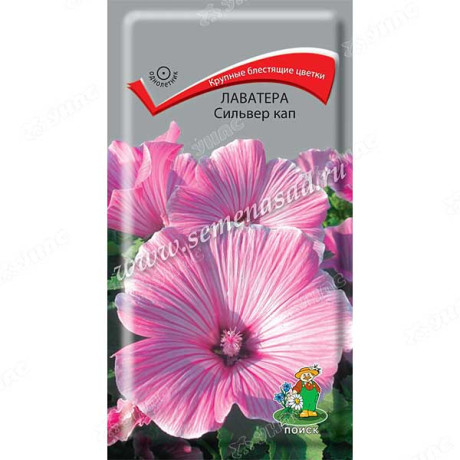 Лаватера Сильвер кап Поиск Ц