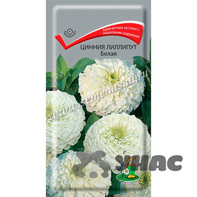 Циния Лиллипут Белая Поиск Ц