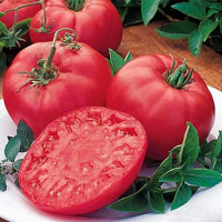 Семена Томат Буцефал Сибирский Сад