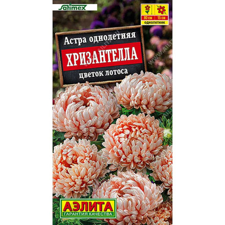 Астра Хризантелла цветок лотоса Аэлита Цх10