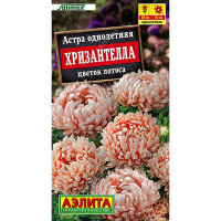 Астра Хризантелла цветок лотоса Аэлита Цх10