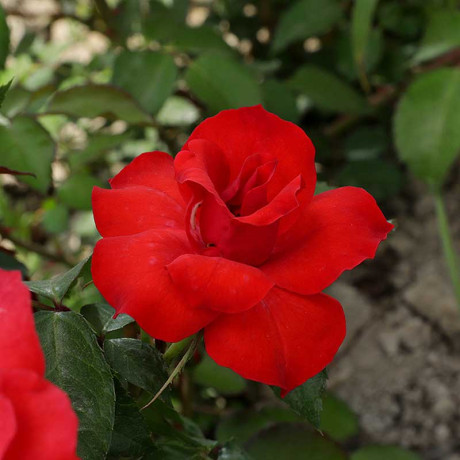 Роза канадская (почвопокровная) Альпенглухен Садовита