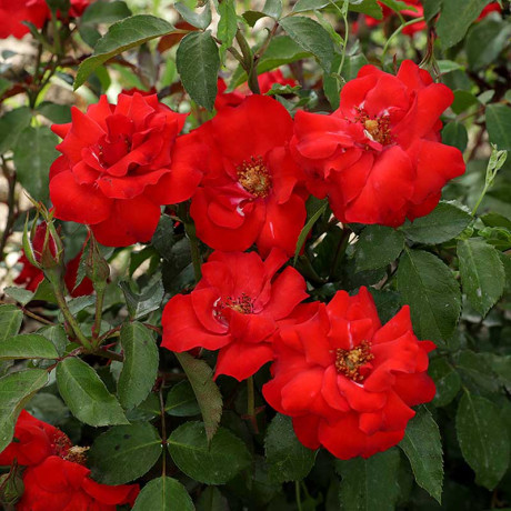 Роза канадская (почвопокровная) Альпенглухен Садовита