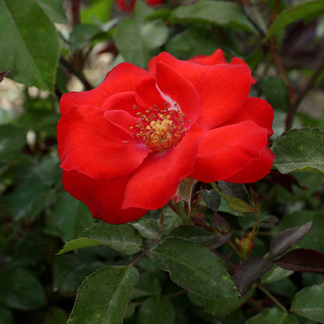 Роза канадская (почвопокровная) Альпенглухен Садовита