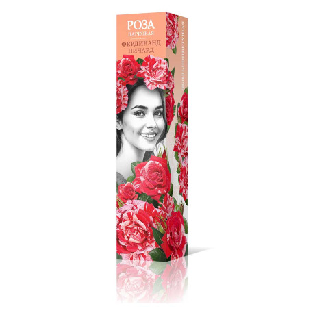 Роза парковая Фердинанд Пичард Садовита