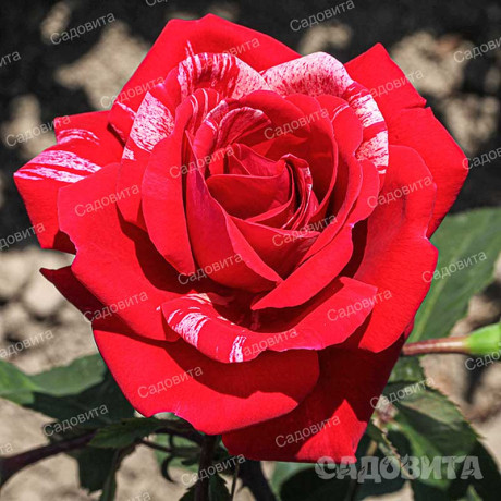 Роза парковая Фердинанд Пичард Садовита