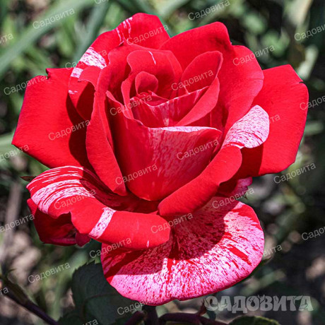 Роза парковая Фердинанд Пичард Садовита