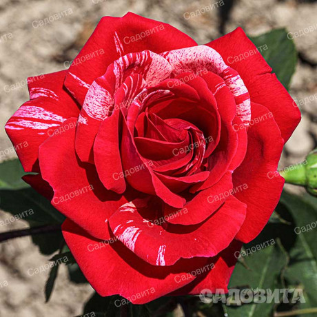 Роза парковая Фердинанд Пичард Садовита