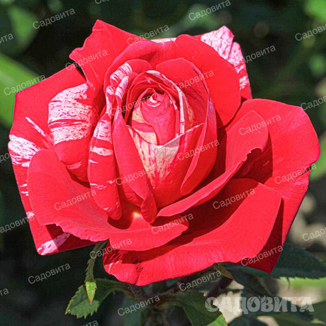 Роза парковая Фердинанд Пичард Садовита