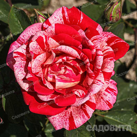 Роза парковая Фердинанд Пичард Садовита