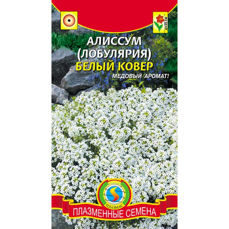 Алиссум (лобулярия) Белый ковер   Плазма Ц