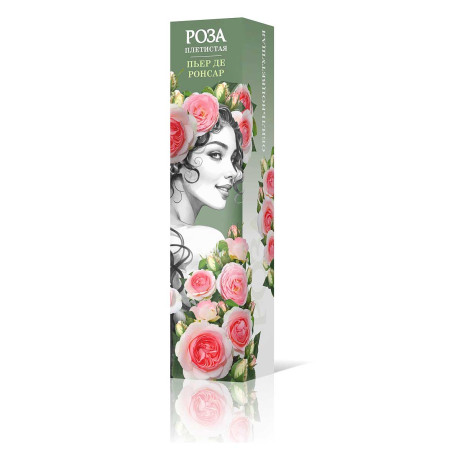 Роза плетистая Пьер де Ронсар Садовита