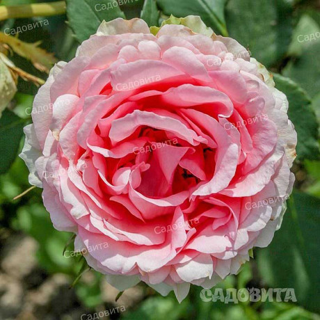 Роза плетистая Пьер де Ронсар Садовита