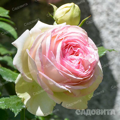 Роза плетистая Пьер де Ронсар Садовита