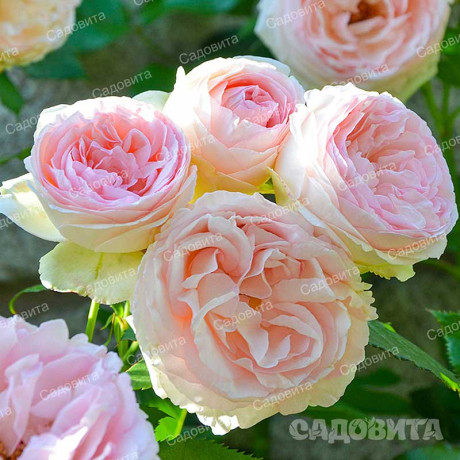 Роза плетистая Пьер де Ронсар Садовита