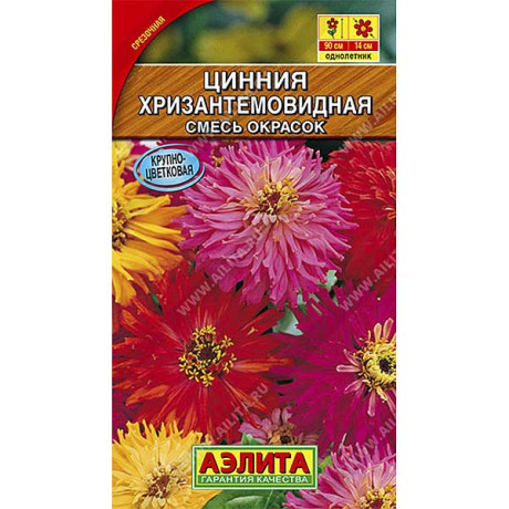 Циния Хризантемовидная Аэлита Ц