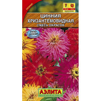 Циния Хризантемовидная Аэлита Ц
