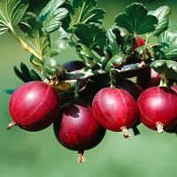 Крыжовник Хинномаки красный Садовита