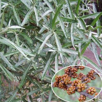 Облепиха Алей (опылитель) Садовита