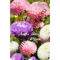 К Астра Ирэна маргариткоцветковая смесь Каприс