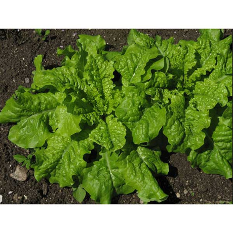 Салат Грюнетта НК Ц