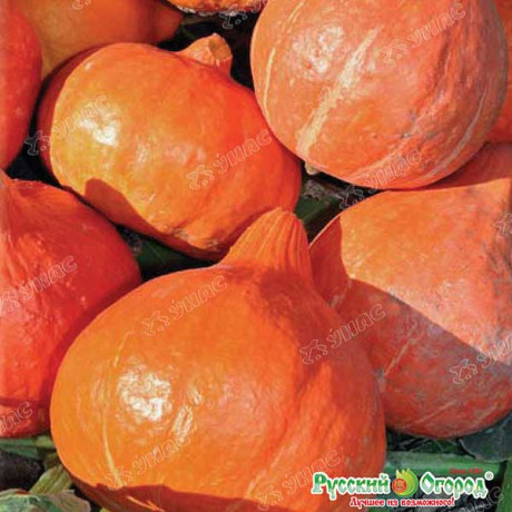 Тыква Россиянка НК Ц