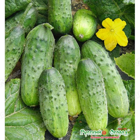 Огурец Обильный НК Ц