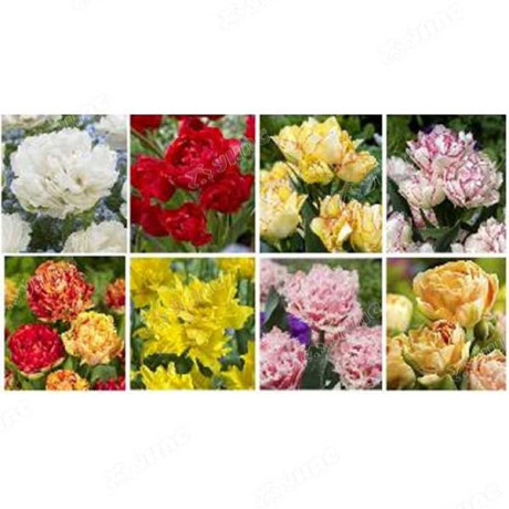 15007 Витрина  Тюльпан Махровый Поздний V-Dlt-01 ( Х 8 Секц.) 420 шт