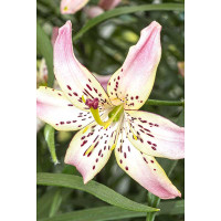 Лилия Корсаж 12/14 5 шт Садовита