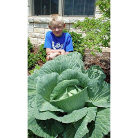 Капуста Тещин засол Марс Ц