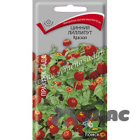 Циния Лиллипут Красная Поиск Ц