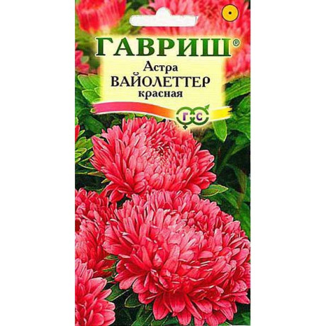 Астра Вайолеттер красная Гавриш Ц