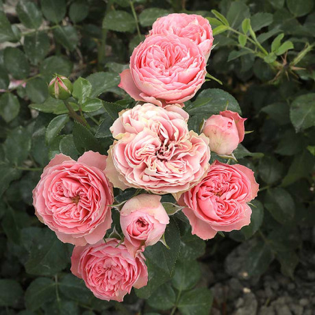 Роза спрей Плейфул рококо Садовита