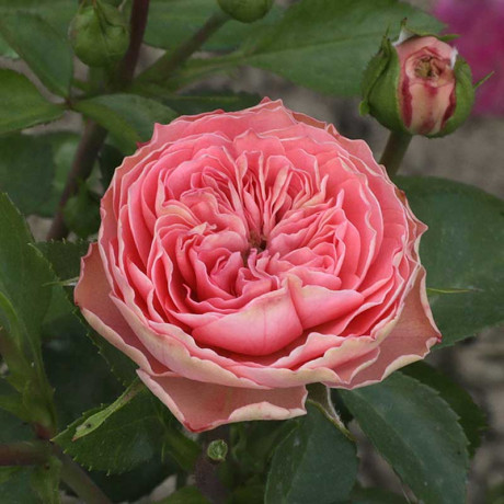 Роза спрей Плейфул рококо Садовита