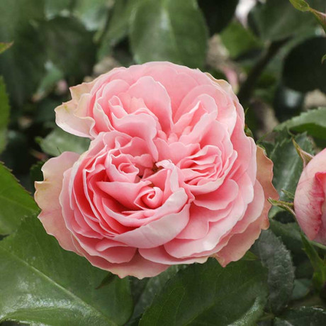 Роза спрей Плейфул рококо Садовита