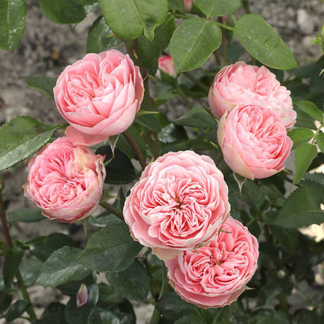 Роза спрей Плейфул рококо Садовита