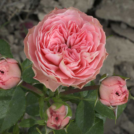 Роза спрей Плейфул рококо Садовита