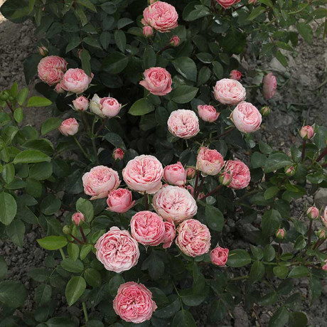 Роза спрей Плейфул рококо Садовита