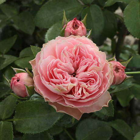 Роза спрей Плейфул рококо Садовита