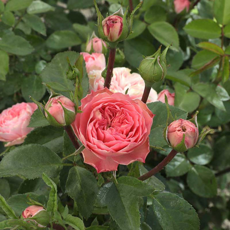 Роза спрей Плейфул рококо Садовита