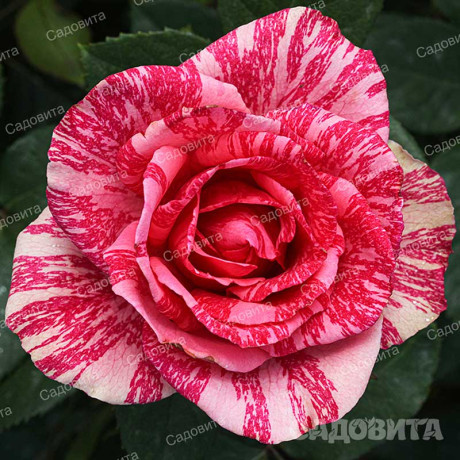 Роза чайно-гибридная Пинк Интуишн Садовита