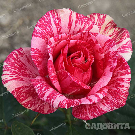 Роза чайно-гибридная Пинк Интуишн Садовита